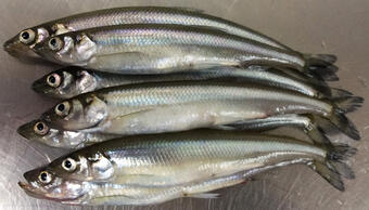 Rainbow Smelt on a metal table