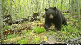 a black bear walking through the forest