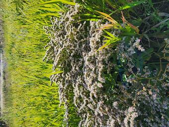 Closeup of a plant with many small white flowers in a grassy field.