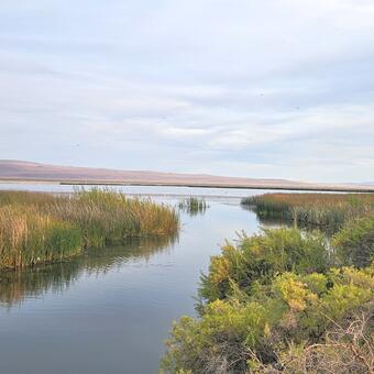 A narrow stream of slow-moving water flows around grasses and brush