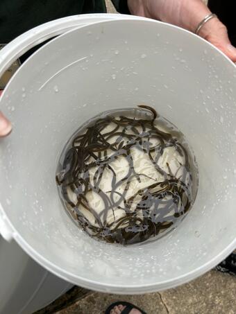 Small, black eels swim in a bucket of water. 