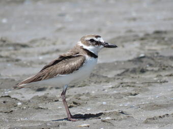 Wilson Plover Anarhynchus wilsonia