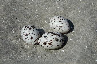 Black Skimmer (Rhynchops niger) nest scrape with eggs at Breton Island