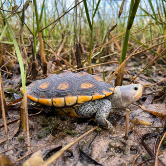 Diamondback terrapin in marsh grass