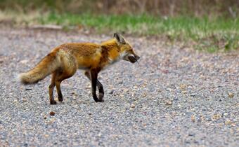 Red fox with the pine vole in its mouth