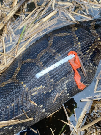 a small ruler sits on top of a Burmese python's belly, the python is in a river and some straw is also in the river