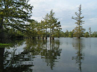 Floodplain of the Lower Mississippi River