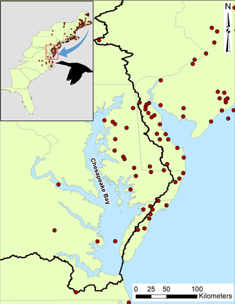 Map showing recapture locations of mallards banded in Maine