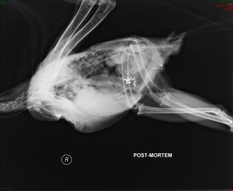 A radiograph - x-ray - of a bald eagle's abdomen showing many small bright white spots clustered in its gut.