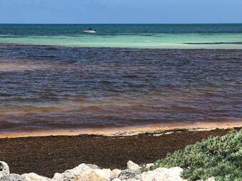 Seaweed near the shoreline discolors the light sea water to a muddy brown