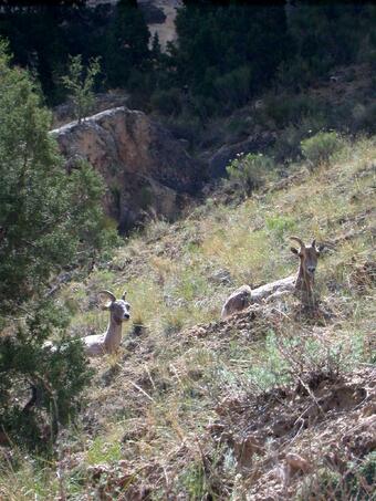 Two bighorn sheep laying down in a steep-slopped prairie