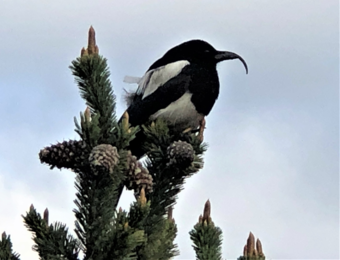 Black and white bird with elongated upper bill.
