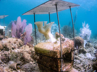 Bleached white Elkhorn coral shown under a shade cover installed to protect it in Dry Tortugas National Park, Pulaski Shoal