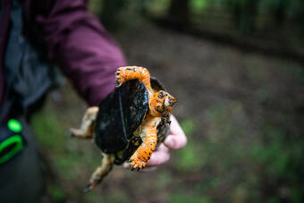 The underbelly of a bright orange skinned Eastern box turtle being held by a biologist.