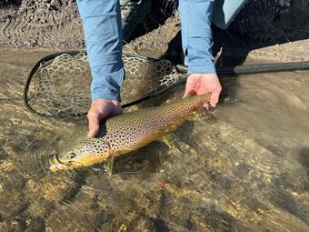 Angler holding brown trout