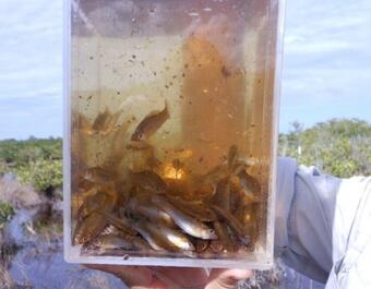 Fish captured in Everglades