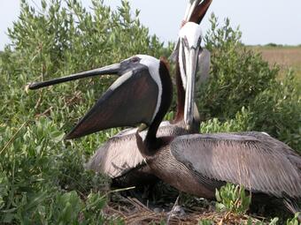 Brown pelican