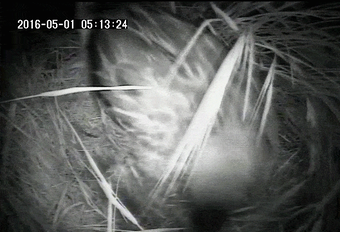 A duck covers her eggs with feathers