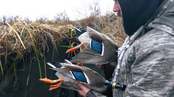 A male hunter holds two harvest ducks with bands on their legs. 