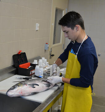 Examination of a Black Carp