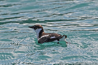 A juvenile Marbled Murrelet near Gull Island in Kachemak Bay, Alaska