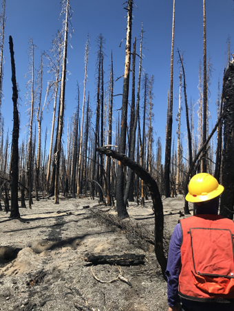 A forest of burnt tree trunks with no leaves. A person in an orange vest and yellow hard hat is in the foreground.