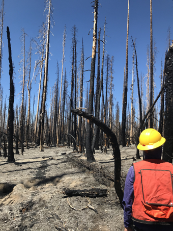 A forest of burnt tree trunks with no leaves.  A person in an orange vest and yellow hard hat is in the foreground.