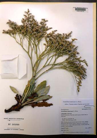 Dried plant specimen with flowers, leaves, and roots on a white page with description card and envelope visible.
