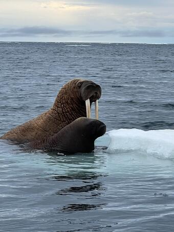 Walrus cow and calf on ice