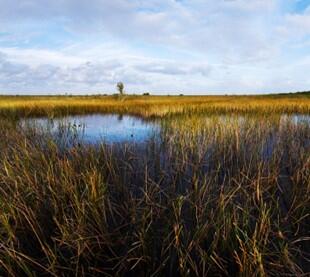 Everglades ridge and slough