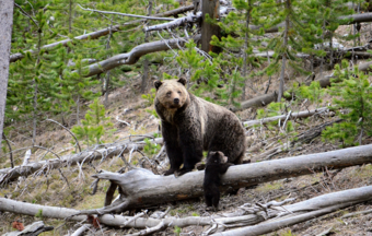 Grizzly Bear and Cub in Yellowstone National Park