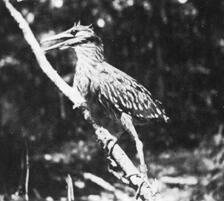 a blurry black and white photo of a heron perched on a stick, one legs has a silver metal band 