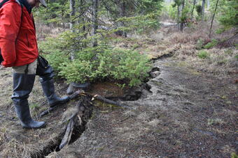 A person stands next to a ground fissure, several feet long and a few inches wide, in a forested area