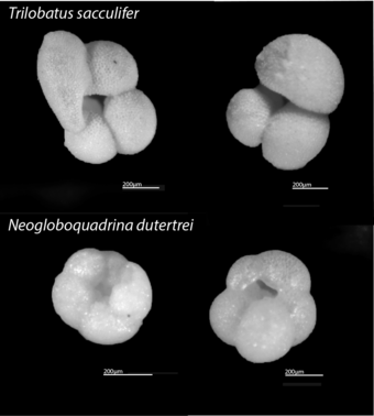Photos of two foram species under a light microscope