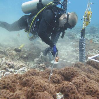 A diver underwater uses a hose to spray hot water on corallimorphs.