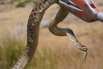 A captured Prairie rattlesnake.