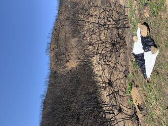 Photo of a hillside after a fire