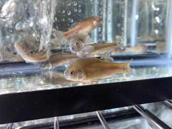 Fathead minnows