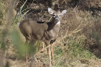 brown and white deer with dark eyes and small antlers