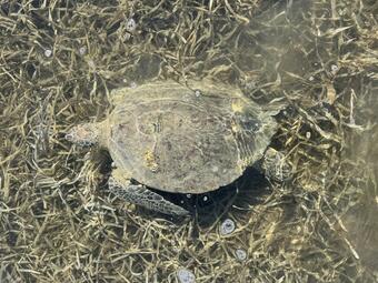 A cold-stunned green sea turtle rests in shallow water. 