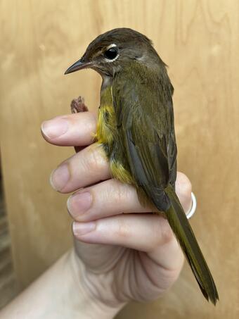 small bird held gently in the hand brown back, yellow belly, and white eye-arcs