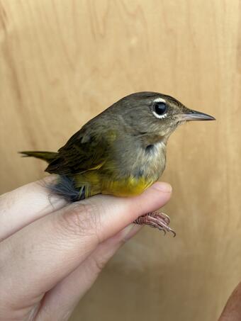 Small bird held gently in the hand with a brown back, yellow belly, and white eye-arcs