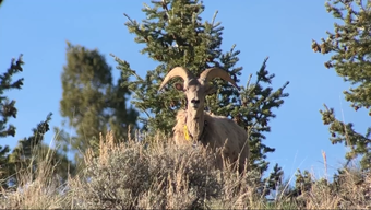 Bighorn sheep
