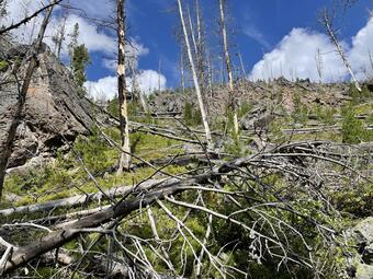 downed and standing dead trees with some gray-pink rock outcrops under partly cloudy sky