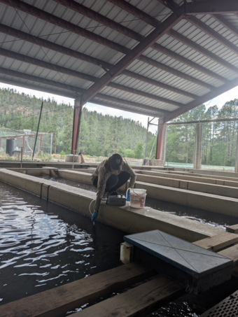 Researcher using a tube to collect a water sample from fish hatchery.