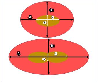 Schematic of a diploid and triploid Grass Carp red blood cell