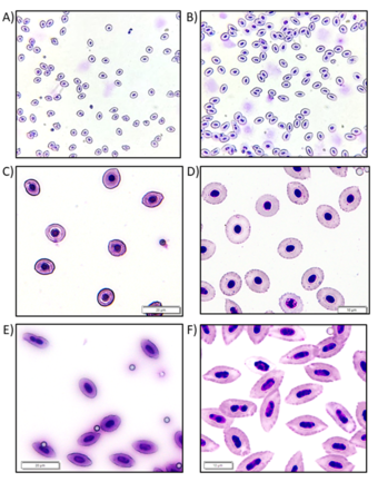 Whole blood smears from known diploid and triploid Grass Carp differ in both size and shape