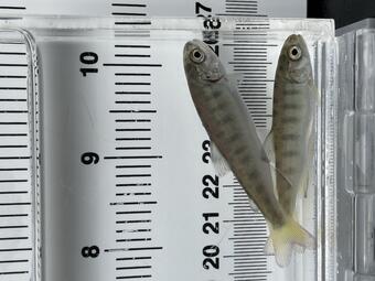 Two small light colored fish in a clear tank filled with water with a ruler behind the tank