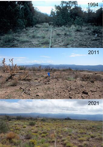 Repeat photos of vegetation before and after wildfire.