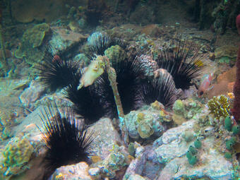 a group of black long-spined sea urchins on a rocky sea floor encrusted with some colorful corals